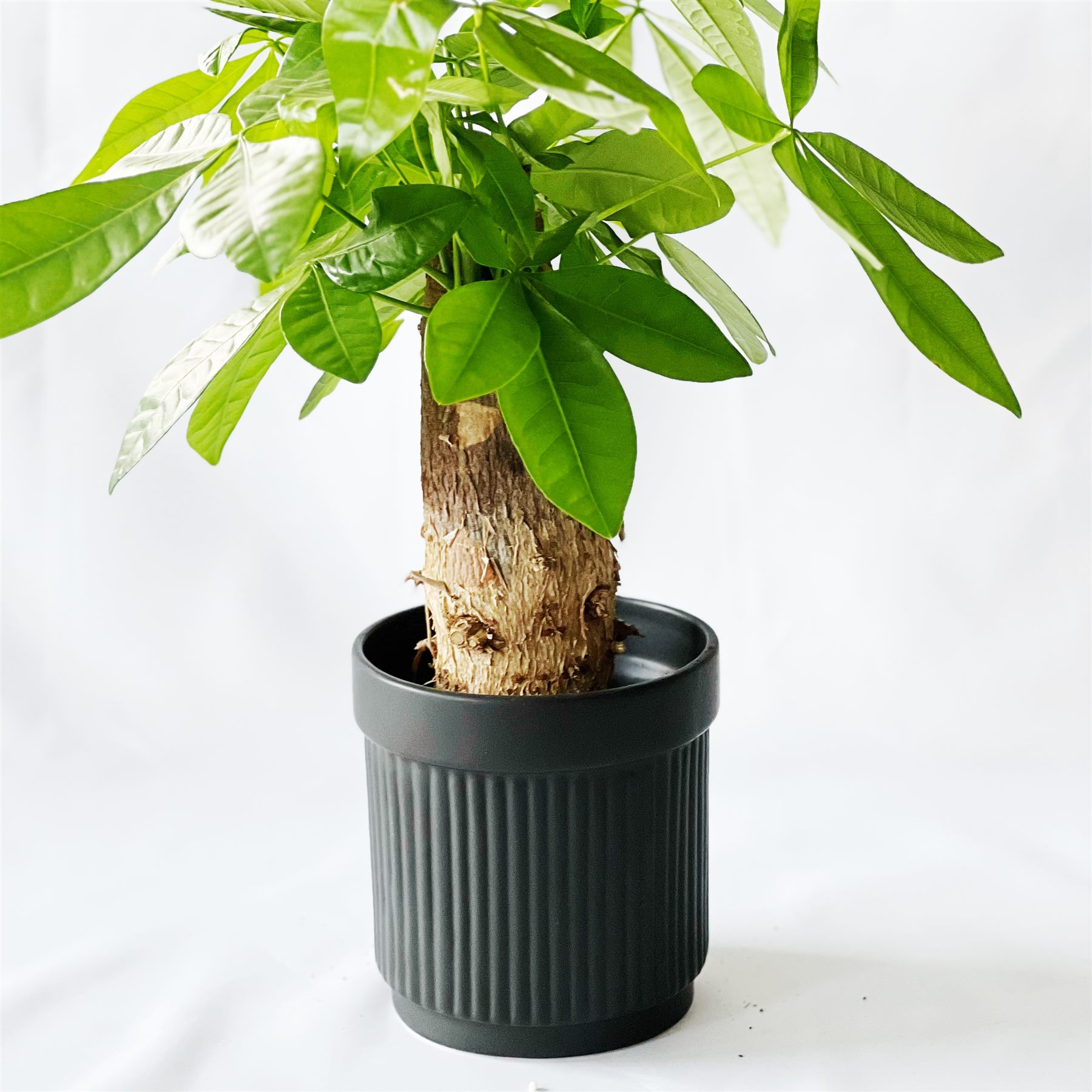 Ceramic Vase Black Fashion U-Shaped Japanese Flower Decoration from the Youli collection by Xiamen Youli