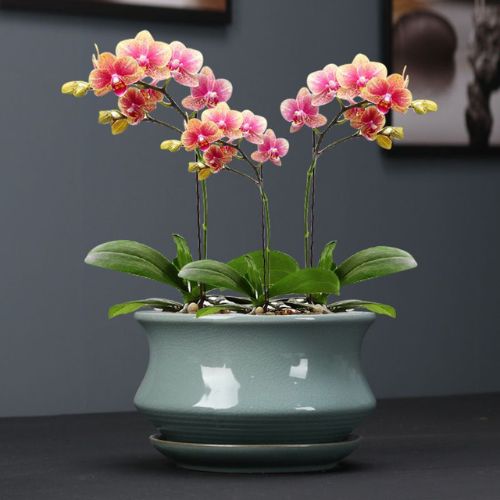 Ceramic Orchid Pots from the Youli collection by Xiamen Youli
