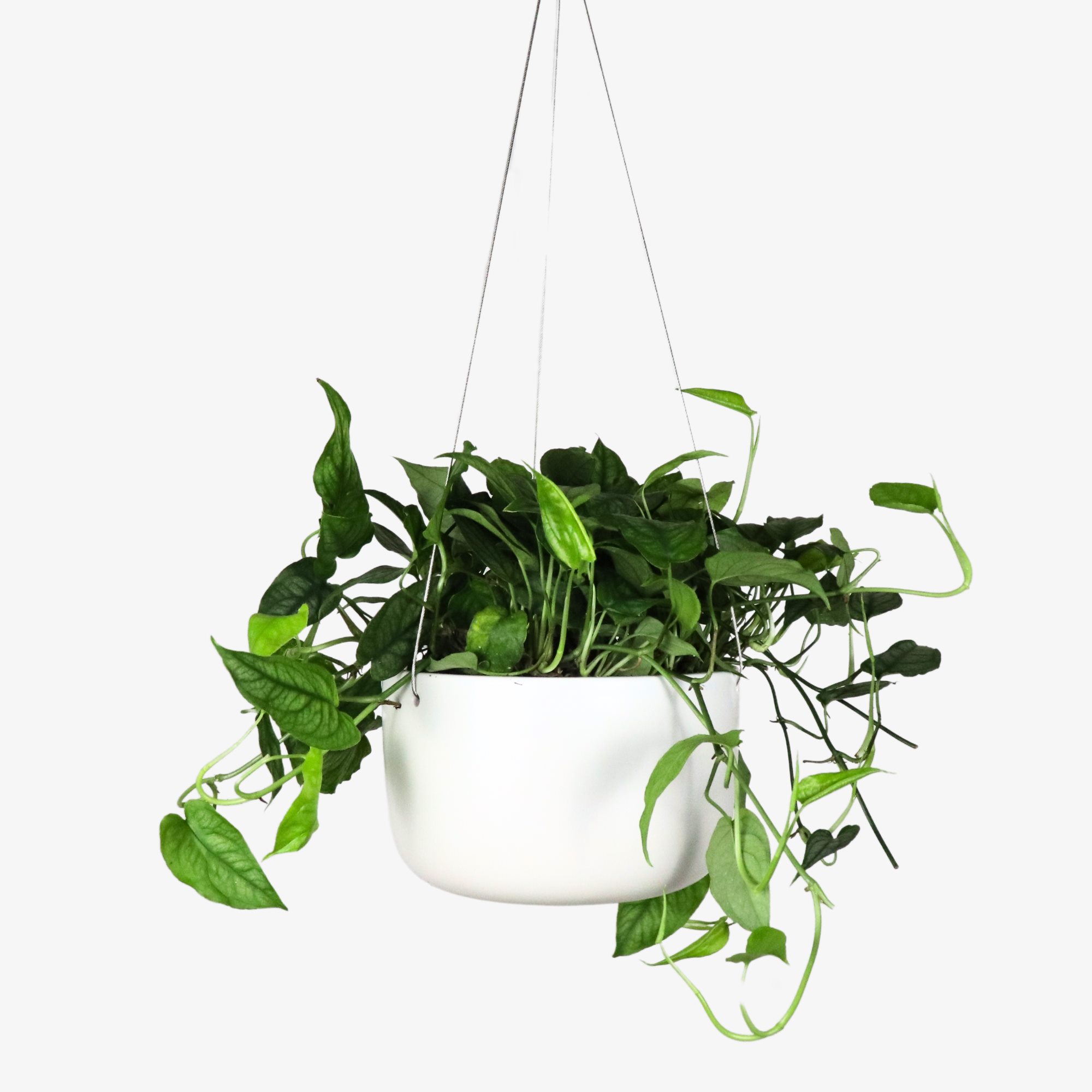 Ceramic Wall Hanging Planter 1 from the Youli collection by Xiamen Youli